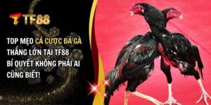Cá Cược Đá Gà
