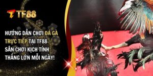 Đá gà trực tiếp