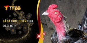 đá gà trực tuyến
